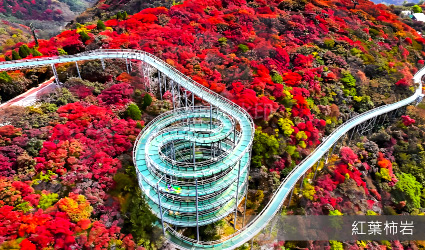 淄博紅葉柿岩